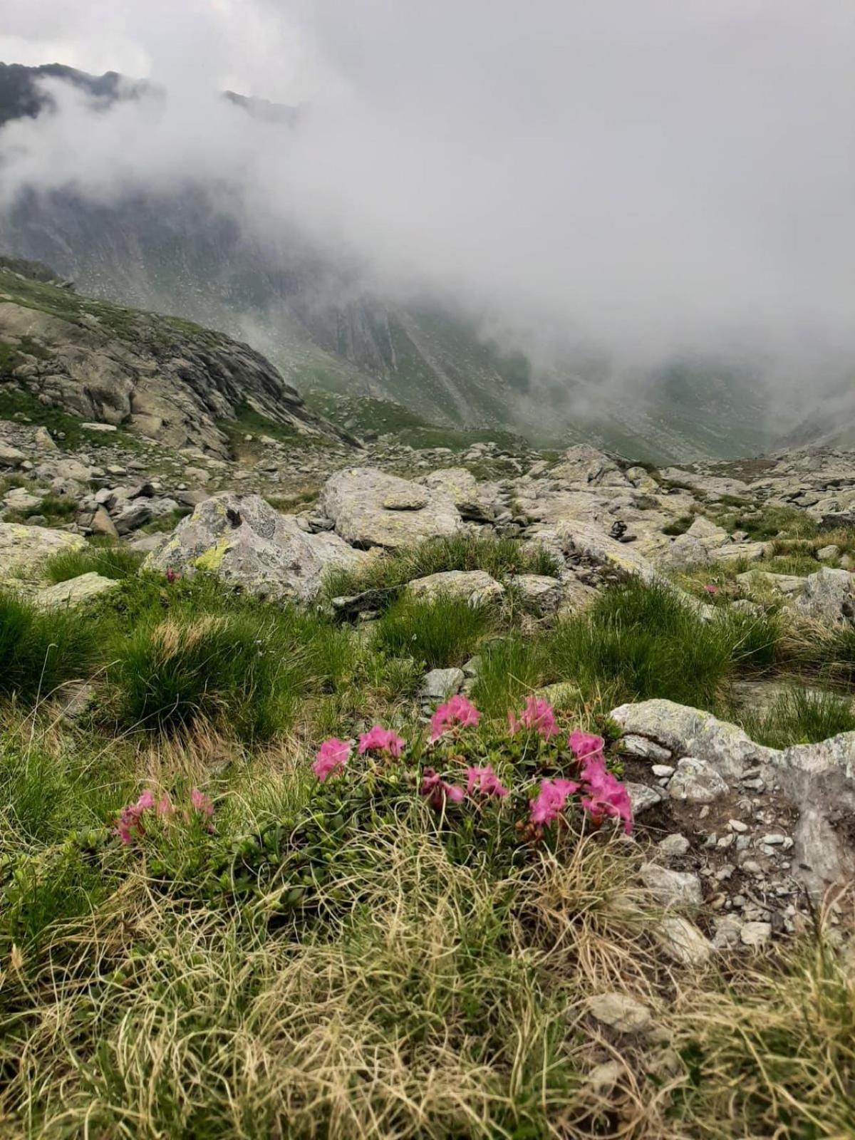 Casa Oaspeti Transfagarasan Apartamento Cîrţişoara Exterior foto